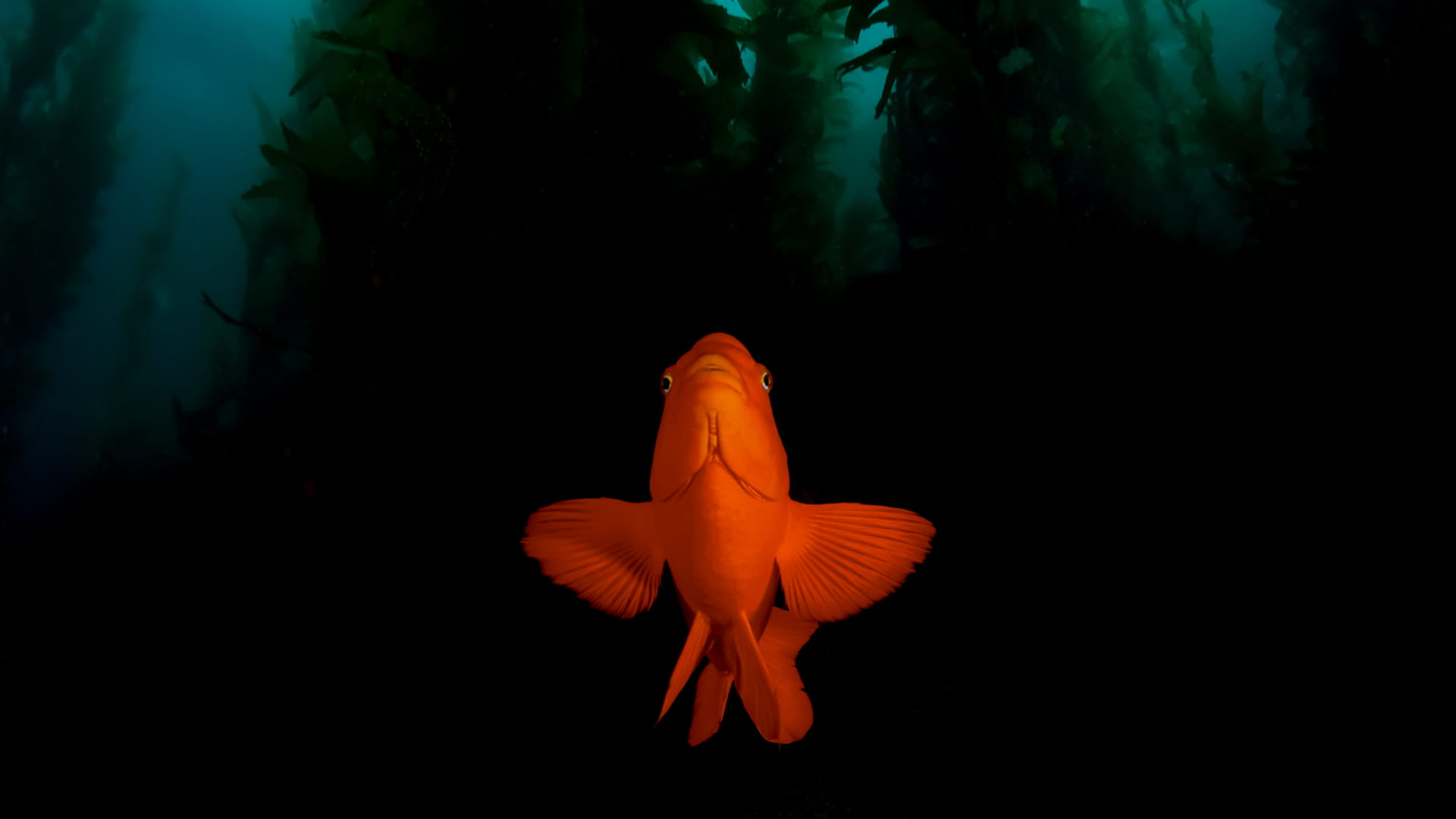 Garibaldi fish in giant kelp forest