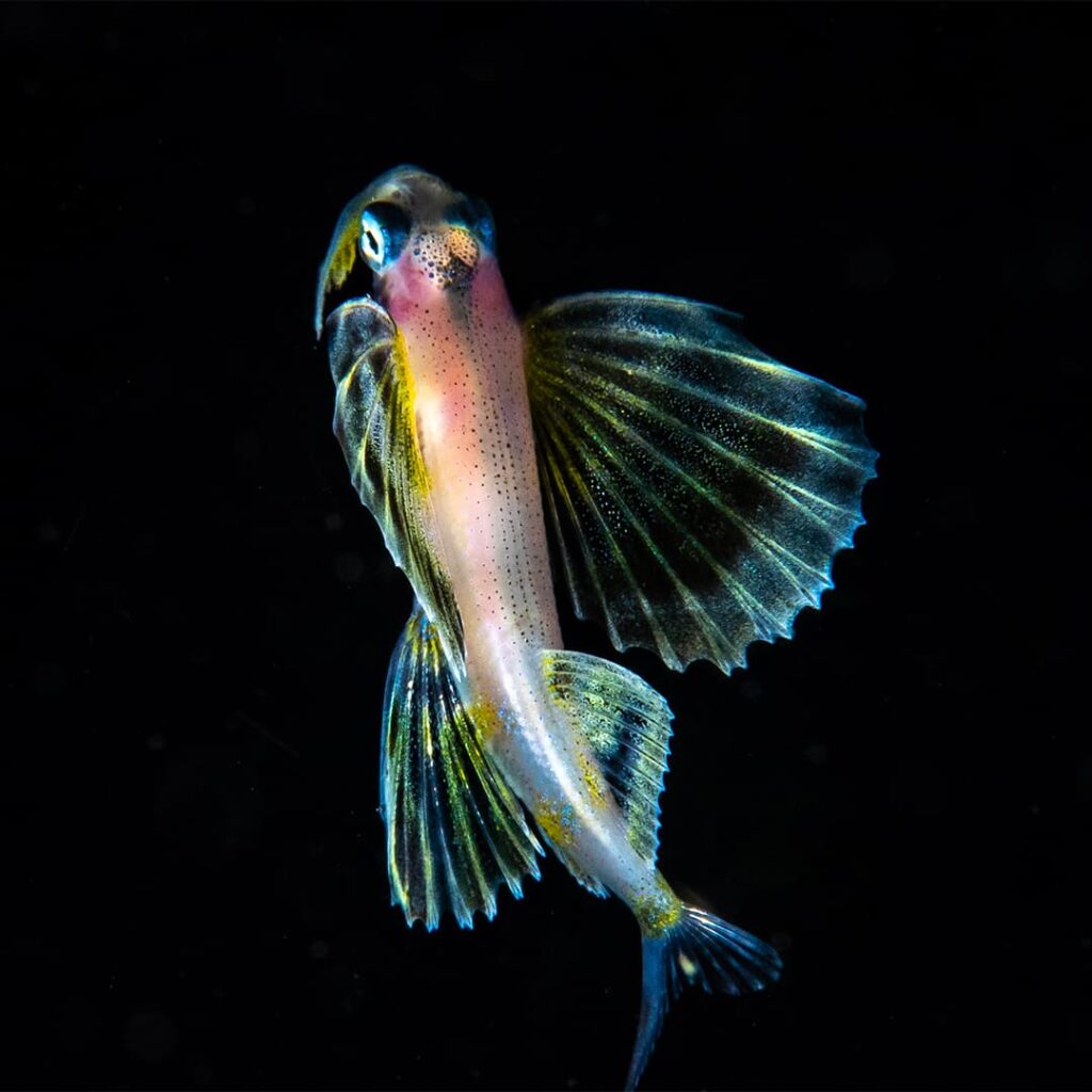 Juvenile flying fish